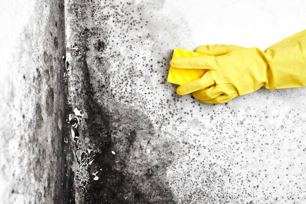 Best Mold Removal Process  in Lawnton, PA