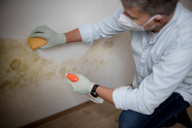 Mold Testing and Removal in Lawnton, PA