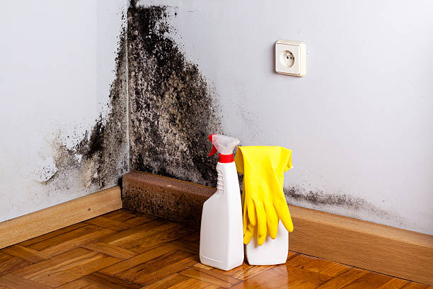 Best Residential Mold Removal  in Lawnton, PA