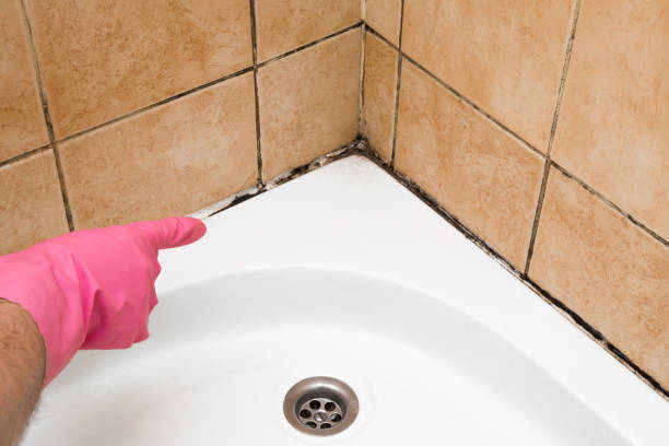 Attic Mold Removal in Lawnton, PA